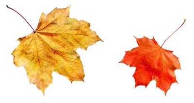 Services-Home-Leaves Left