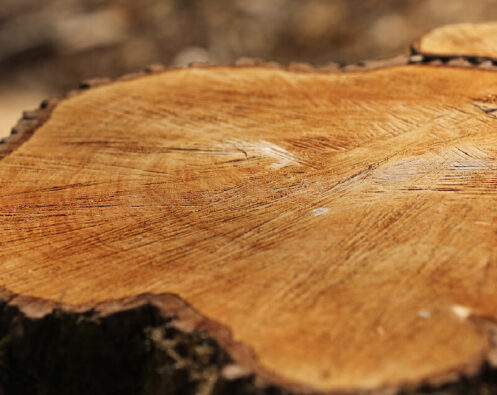 Services-Home-Tree Cutting